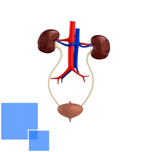 Urology