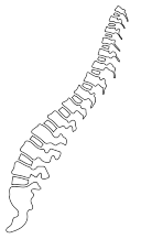 spine