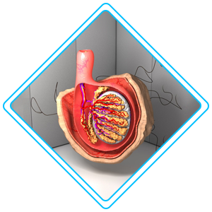 pediatric urology