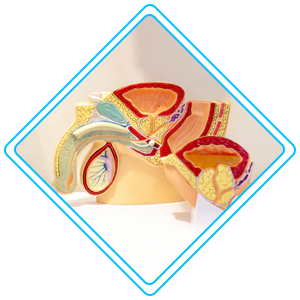 pediatric urology