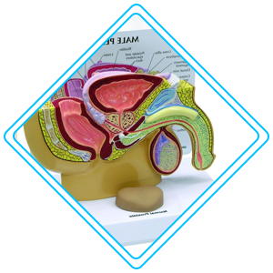 pediatric urology